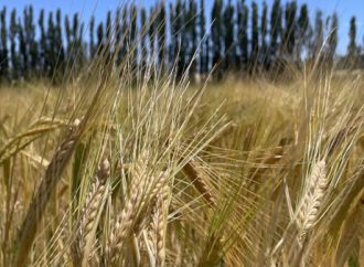 Campaña Fina 2026: Con el agua asegurada, la nutrición definirá los récords en trigo y cebada