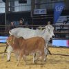 Récord en la 24° Nacional Brahman: pagaron $40 millones por el 50% del Gran Campeón Macho