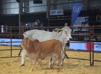 Récord en la 24° Nacional Brahman: pagaron $40 millones por el 50% del Gran Campeón Macho