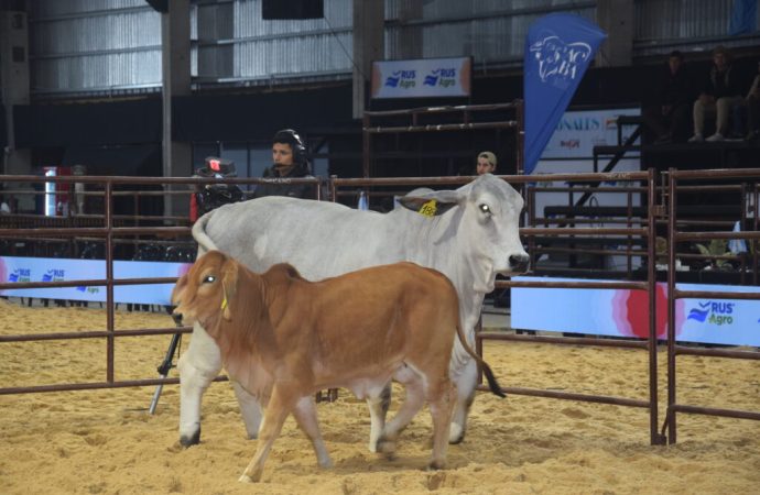 Récord en la 24° Nacional Brahman: pagaron $40 millones por el 50% del Gran Campeón Macho