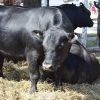 La Facultad de Ciencias Agropecuarias de la UNC recibirá al 10° Seminario de Jurado Angus Centro