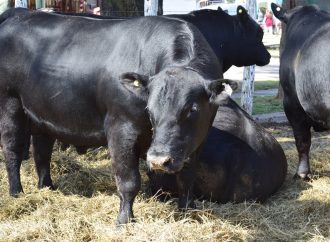 La Facultad de Ciencias Agropecuarias de la UNC recibirá al 10° Seminario de Jurado Angus Centro