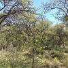 Claves para el Ordenamiento Territorial: Realizarán una jornada técnica sobre la Ley de Bosques Nativos en Córdoba