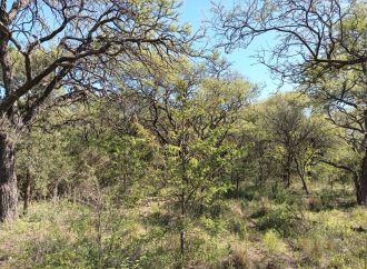 Claves para el Ordenamiento Territorial: Realizarán una jornada técnica sobre la Ley de Bosques Nativos en Córdoba