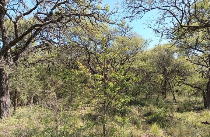 Claves para el Ordenamiento Territorial: Realizarán una jornada técnica sobre la Ley de Bosques Nativos en Córdoba