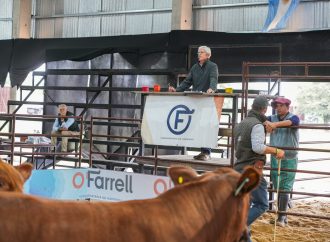 Brangus cerró su participación en las Nacionales con promedios destacados y genética de excelencia