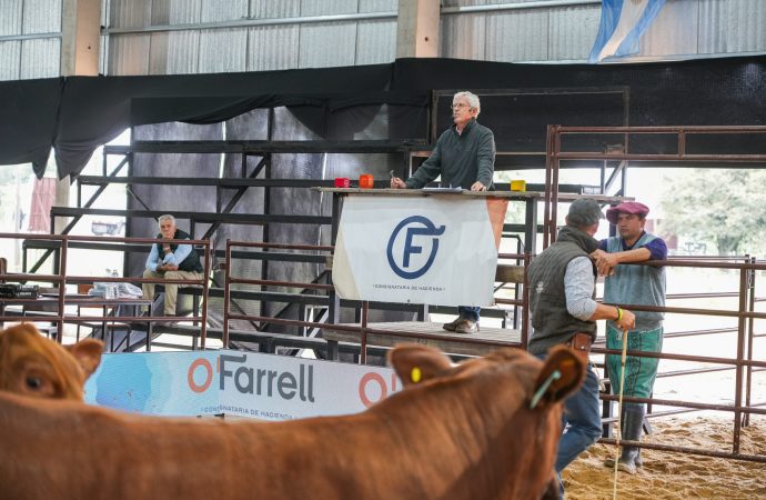 Brangus cerró su participación en las Nacionales con promedios destacados y genética de excelencia