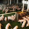 Récord histórico: Las exportaciones porcinas argentinas crecen un 161% en el primer cuatrimestre de 2026