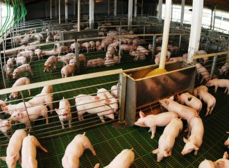 Récord histórico: Las exportaciones porcinas argentinas crecen un 161% en el primer cuatrimestre de 2026