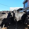 Firmeza en el mercado ganadero: el ternero liviano alcanzó los $6.780 en la subasta de Consignaciones Córdoba en la Rural de Jesús María