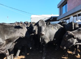 Firmeza en el mercado ganadero: el ternero liviano alcanzó los $6.780 en la subasta de Consignaciones Córdoba en la Rural de Jesús María