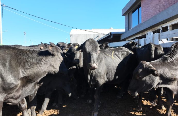Firmeza en el mercado ganadero: el ternero liviano alcanzó los $6.780 en la subasta de Consignaciones Córdoba en la Rural de Jesús María