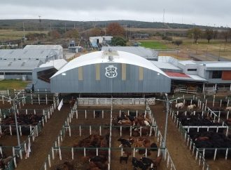 Mercado de Hacienda: Consignaciones Córdoba anuncia 1.100 cabezas en Jesús María
