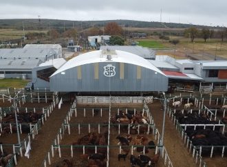Consignaciones Córdoba rematará este lunes 1.000 cabezas en la Rural de Jesús María