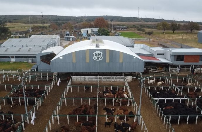Consignaciones Córdoba rematará este lunes 1.000 cabezas en la Rural de Jesús María