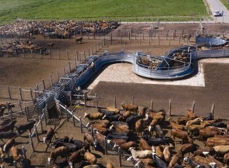 Juramento sale al mercado de capitales: busca hasta USD 30 millones para potenciar su producción de carne premium