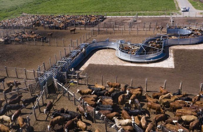 Juramento sale al mercado de capitales: busca hasta USD 30 millones para potenciar su producción de carne premium