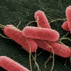 Ciencia argentina contra el Síndrome Urémico Hemolítico: desarrollan una molécula “Quimera” para reducir la bacteria en el ganado