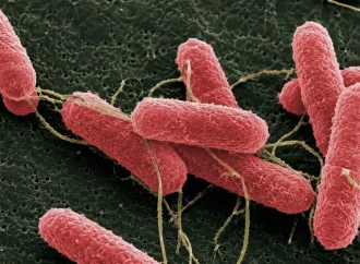 Ciencia argentina contra el Síndrome Urémico Hemolítico: desarrollan una molécula “Quimera” para reducir la bacteria en el ganado