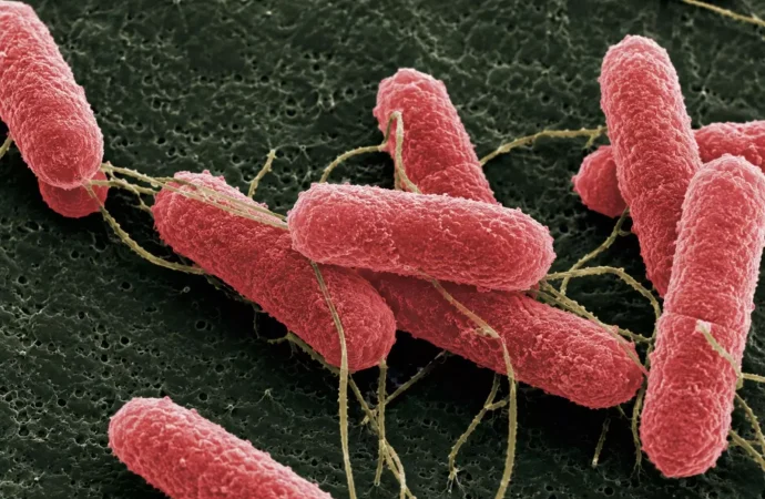 Ciencia argentina contra el Síndrome Urémico Hemolítico: desarrollan una molécula “Quimera” para reducir la bacteria en el ganado