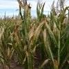 Bioasis: La nueva frontera biotecnológica para blindar los cultivos ante el cambio climático