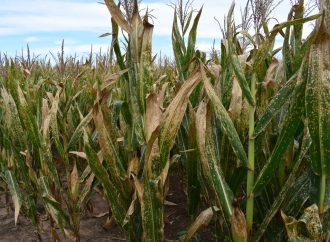Bioasis: La nueva frontera biotecnológica para blindar los cultivos ante el cambio climático