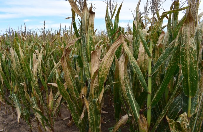 Bioasis: La nueva frontera biotecnológica para blindar los cultivos ante el cambio climático