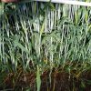 FMC impulsa la rentabilidad de los cereales de invierno con tecnología de vanguardia y sustentabilidad