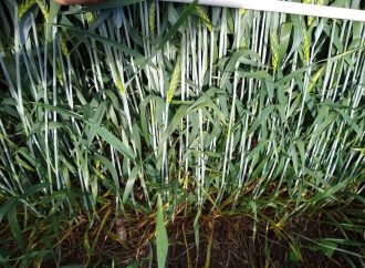 FMC impulsa la rentabilidad de los cereales de invierno con tecnología de vanguardia y sustentabilidad