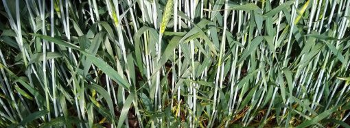 Innovación en el campo: Batalium Pro, la pieza que faltaba para blindar el trigo contra las malezas resistentes