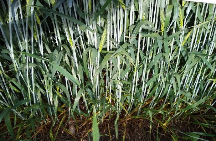 FMC impulsa la rentabilidad de los cereales de invierno con tecnología de vanguardia y sustentabilidad