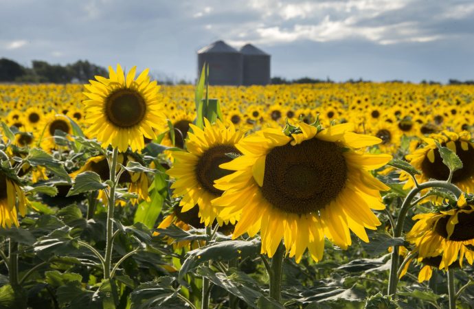 Nuevo récord: El campo argentino exportó 53 millones de toneladas en los primeros cinco meses del año