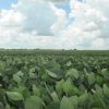 Argentina se convierte en el primer país del mundo en aprobar una nueva tecnología herbicida para el control de malezas