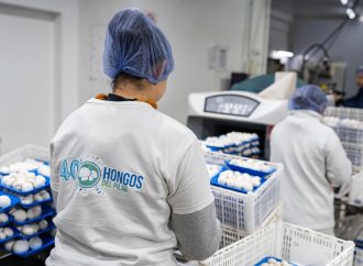 La cosecha que no descansa: cómo el cultivo de hongos en Pilar logró cuadruplicar su producción
