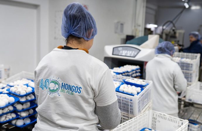 La cosecha que no descansa: cómo el cultivo de hongos en Pilar logró cuadruplicar su producción