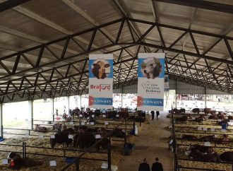 Nacionales de Corrientes 2026: El epicentro de la genética ganadera mundial cerró una edición récord