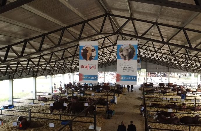Nacionales de Corrientes 2026: El epicentro de la genética ganadera mundial cerró una edición récord