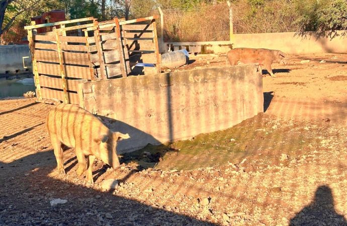 Malvinas Argentinas: Interdictan porcinos tras detectarse casos de triquinosis