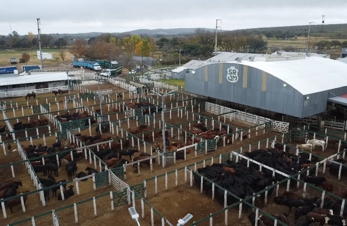 Consignaciones Córdoba rematará 1300 cabezas en la Rural de Jesús María