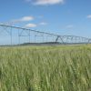 El riego agrícola en Argentina: de “seguro contra la sequía” a motor de la intensificación productiva