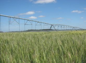 El riego agrícola en Argentina: de “seguro contra la sequía” a motor de la intensificación productiva