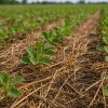La cadena de la soja tiene cita en Rosario para proyectar su futuro global