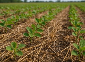 La cadena de la soja tiene cita en Rosario para proyectar su futuro global