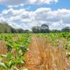 Alianza estratégica por la soja sustentable: RTRS y CPIA se unen para profesionalizar el sector en Argentina
