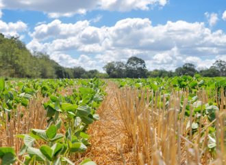 Alianza estratégica por la soja sustentable: RTRS y CPIA se unen para profesionalizar el sector en Argentina