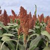 El sorgo se consolida como refugio estratégico: resiliencia sanitaria y fuerte demanda de exportación