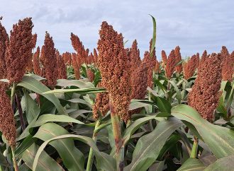 El sorgo se consolida como refugio estratégico: resiliencia sanitaria y fuerte demanda de exportación