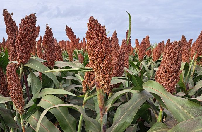 El sorgo se consolida como refugio estratégico: resiliencia sanitaria y fuerte demanda de exportación