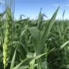 Clima de contrastes: la siembra de trigo alcanza el 57 % a nivel nacional bajo condiciones dispares