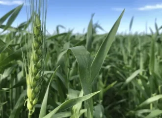 Clima de contrastes: la siembra de trigo alcanza el 57 % a nivel nacional bajo condiciones dispares